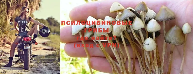 купить  сайты  Кисловодск  Галлюциногенные грибы Psilocybine cubensis 